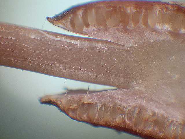 Cordyceps larvicola    Qulet